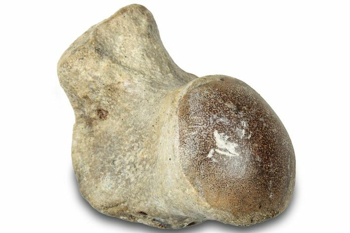 Fossil Mosasaur Vertebra - Texas #320966
